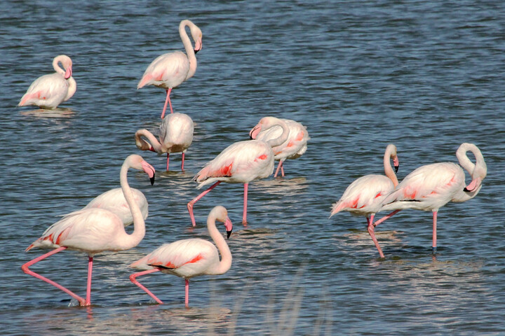 500 œufs de flamants roses détruits : la production du film de Nicolas Vanier condamnée