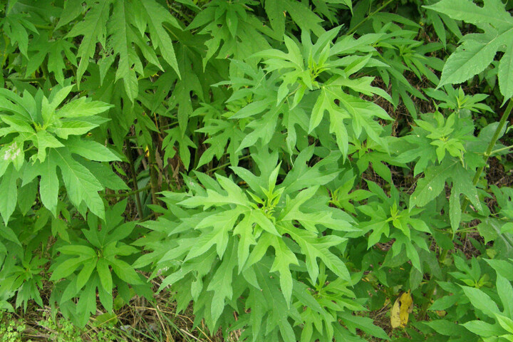 L'ambroisie trifide, un «<small class="fine d-inline"> </small>danger imminent<small class="fine d-inline"> </small>» pour la santé et l'agriculture