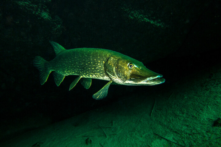 Les poissons prédateurs souffrent du réchauffement de l'eau