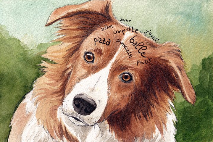 Chiens, oiseaux, chats... Quand les animaux copient les humains qu'ils côtoient
