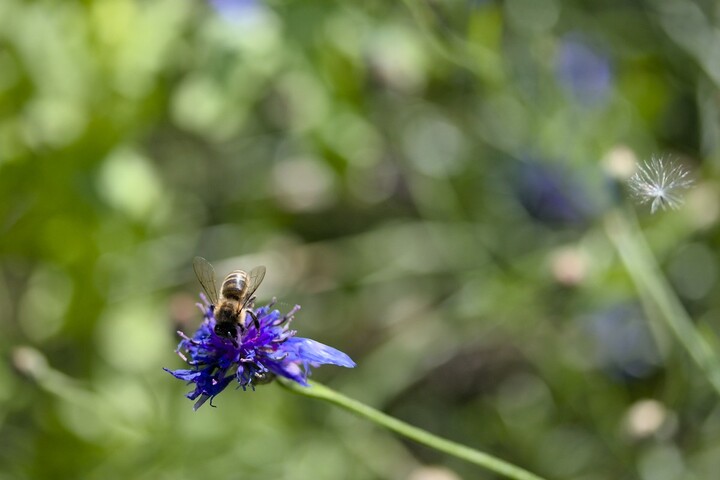 Abeilles : victoire d'une association contre le lobby des pesticides
