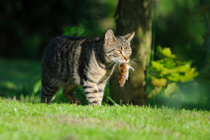 Peut-on défendre la biodiversité et avoir un chat<small class="fine d-inline"> </small>?