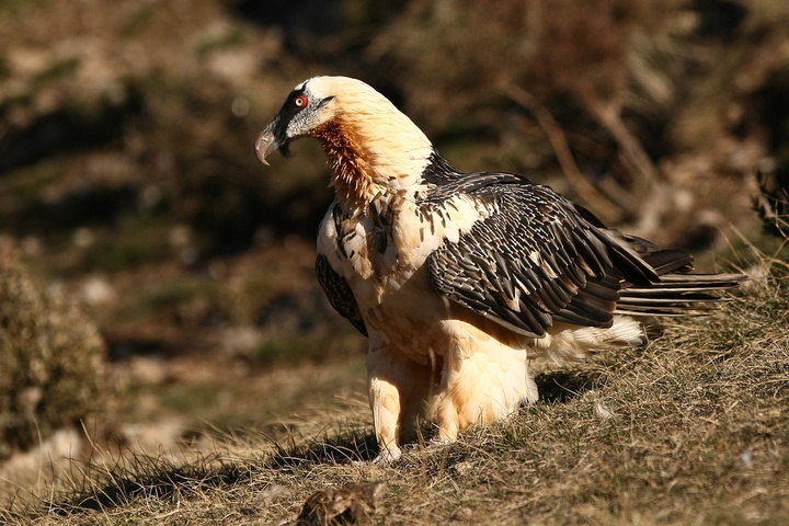 L'enjeu crucial de la protection du plus grand rapace d'Europe : trouver les nids de gypaètes barbus