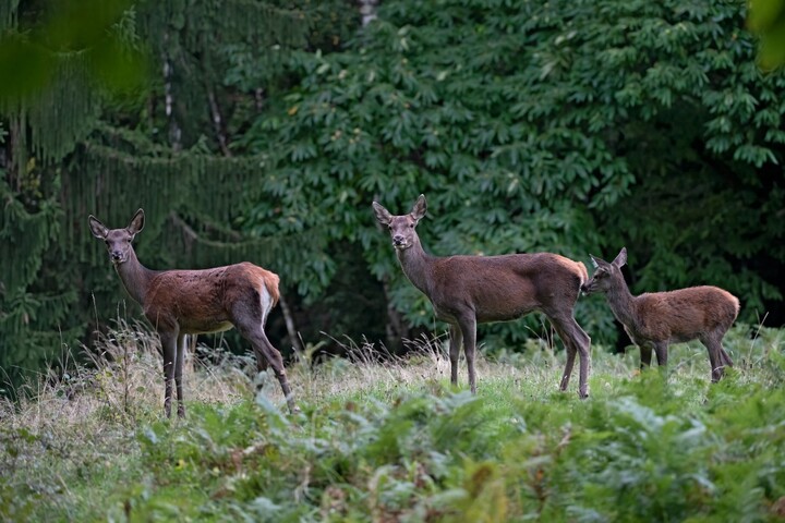Trop de cerfs en forêt : le recours aux chasseurs est-il obligatoire<small class="fine d-inline"> </small>?