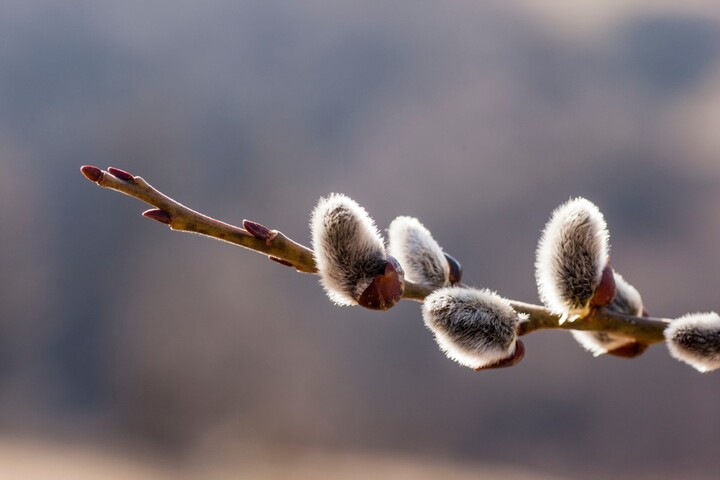 Les premiers bourgeons apparaissent sur les arbres, et c'est risqué 