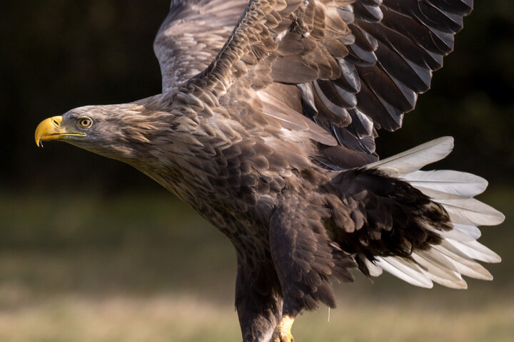 Des condamnations exemplaires pour les tueurs d'aigles protégés