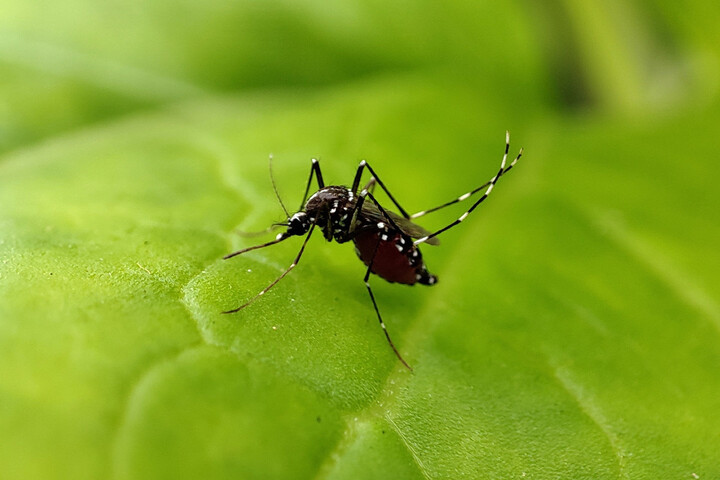 Dengue : le premier cas autochtone de 2024 détecté en France