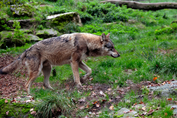 Tuer le loup : «<small class="fine d-inline"> </small>Une solution simpliste à un problème complexe<small class="fine d-inline"> </small>» 