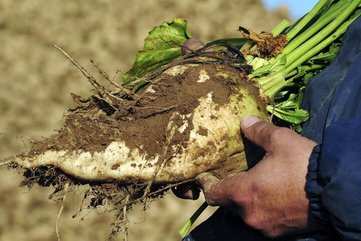 Opposés aux pesticides, des betteraviers lancent leur propre sucrerie bio