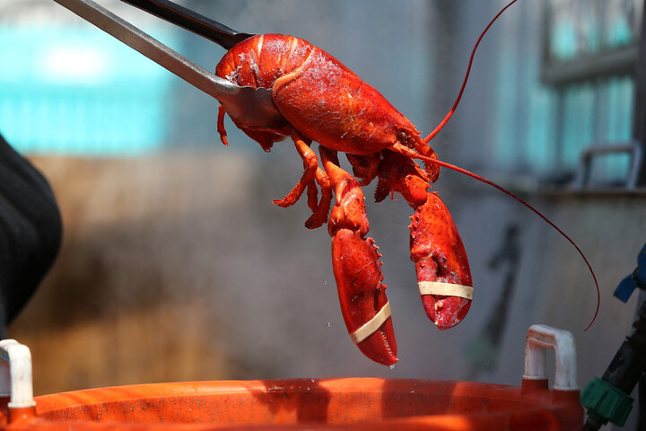 Le Royaume-Uni veut interdire d'ébouillanter les homards et crevettes