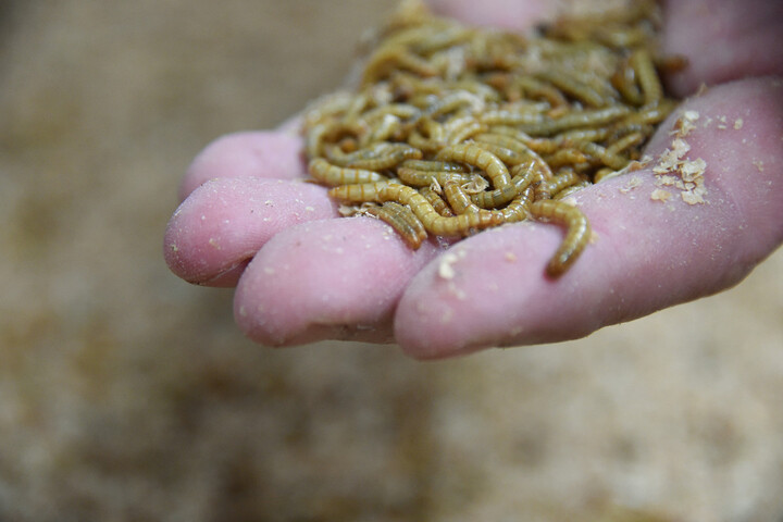 L'élevage d'insectes, un échec économique et écologique