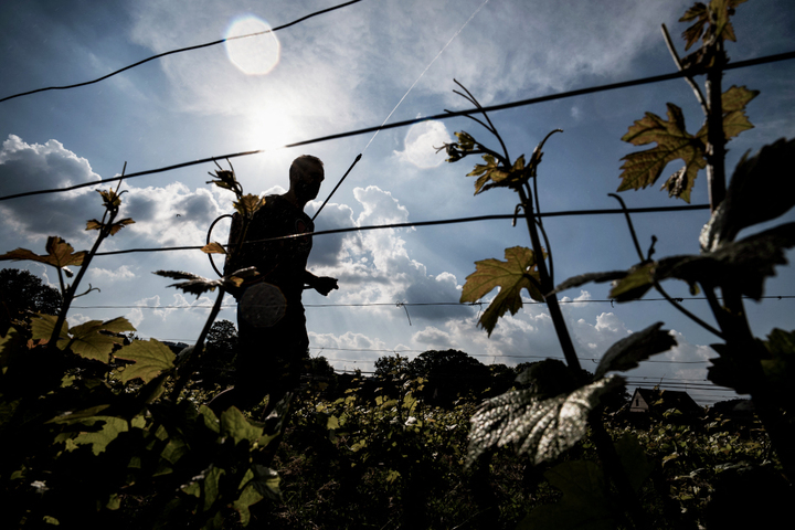 «<small class="fine d-inline"> </small>Originaux mais pragmatiques<small class="fine d-inline"> </small>» : un chercheur a enquêté sur les vignerons en biodynamie