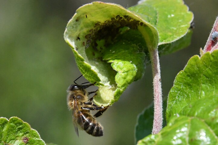 «<small class="fine d-inline"> </small>Un gâchis<small class="fine d-inline"> </small>» : l'Inrae ferme une unité d'expérimentation sur les abeilles