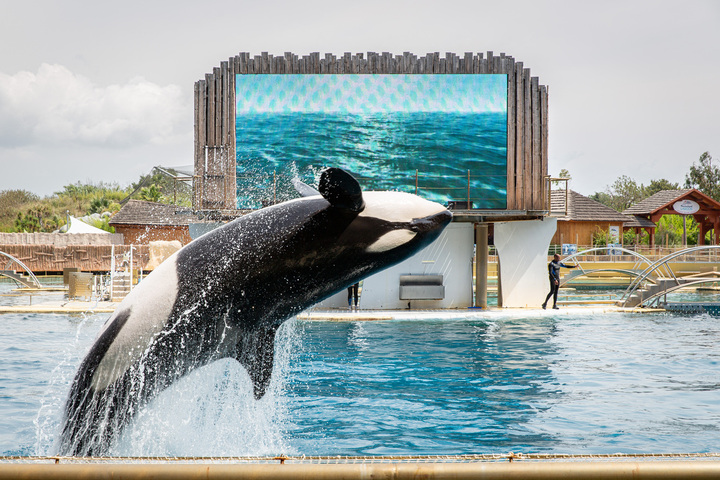 Animaux du Marineland : un sanctuaire «<small class="fine d-inline"> </small>idéal<small class="fine d-inline"> </small>» en Grèce, bloqué par les lobbies