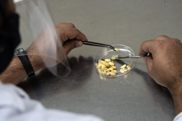 Nouveaux <span class="caps">OGM</span> : l'Union européenne va compliquer la vie des producteurs bio
