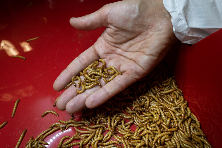 Farine d'insectes : l'État a dilapidé 284 millions d'euros dans une filière en faillite