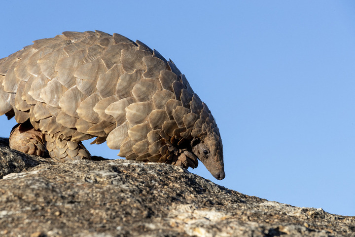 Traqué pour sa viande et ses écailles, le triste sort du pangolin d'Afrique