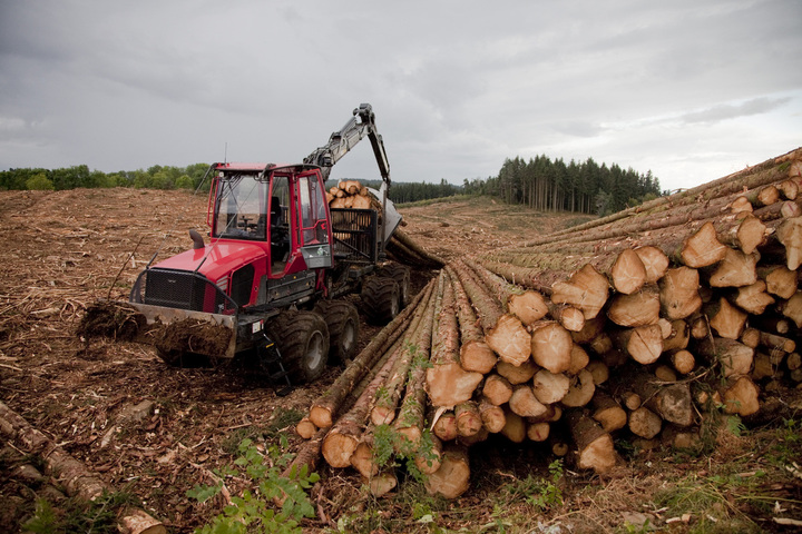 Nos forêts malades de «<small class="fine d-inline"> </small>l'avidité à récolter du bois pour se faire du fric<small class="fine d-inline"> </small>»