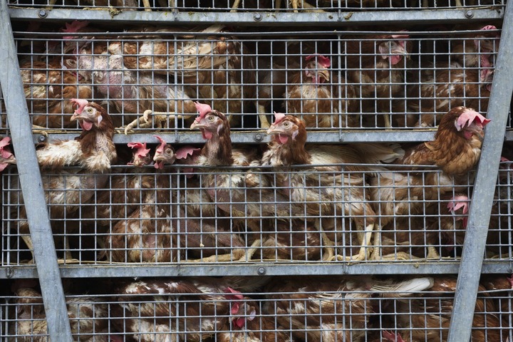 Pollution et maltraitance animale... Les mégapoulaillers Duc étendent leur modèle intensif