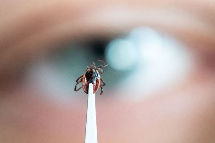 La maladie de Lyme s'étend et pourrait être renforcée par le changement climatique