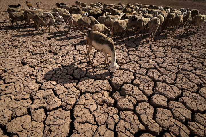 Au Maroc, le sacrifice de l'Aïd est annulé, les éleveurs à la peine