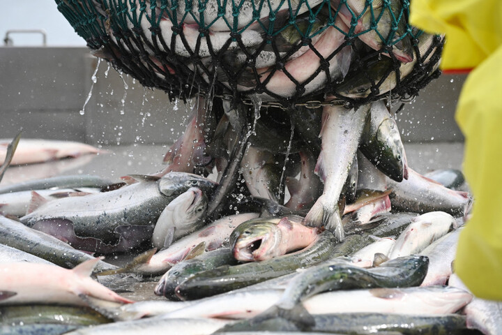 Interdiction de la pêche au saumon dans le Sud-Ouest : «<small class="fine d-inline"> </small>Une victoire au goût amer<small class="fine d-inline"> </small>»