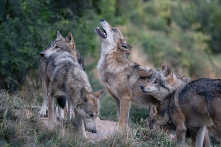 Tuer les loups : «<small class="fine d-inline"> </small>On n'écoute pas les scientifiques sur les alternatives<small class="fine d-inline"> </small>»