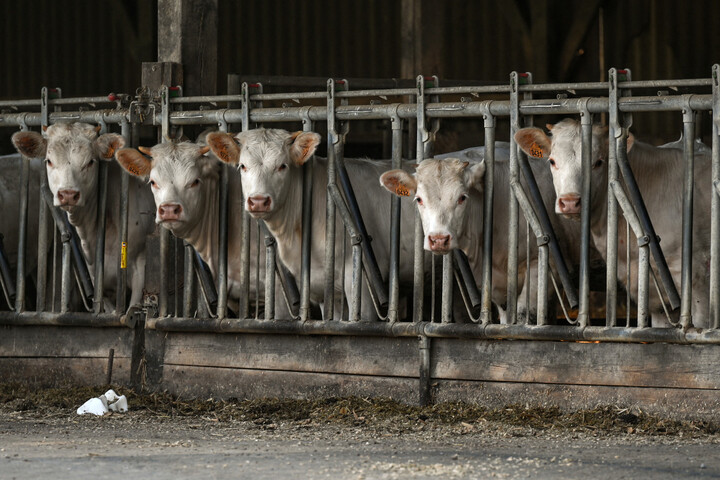«<small class="fine d-inline"> </small>La tuberculose bovine, une descente aux enfers pour les éleveurs<small class="fine d-inline"> </small>»
