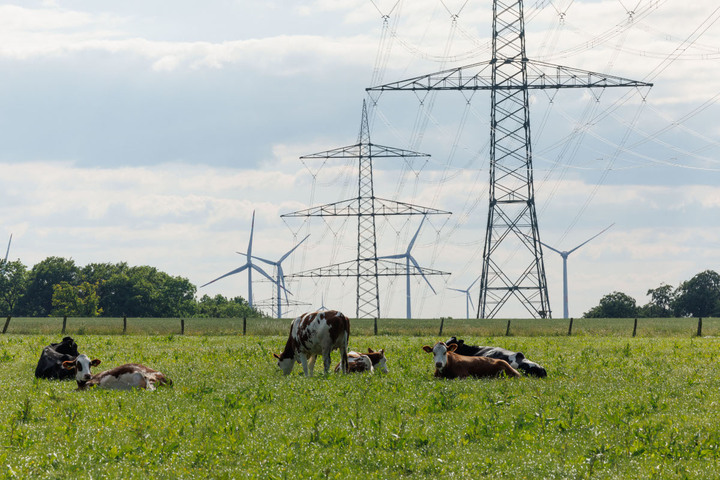 Les élevages perturbés par les installations électriques<small class="fine d-inline"> </small>? Un mystère scientifique