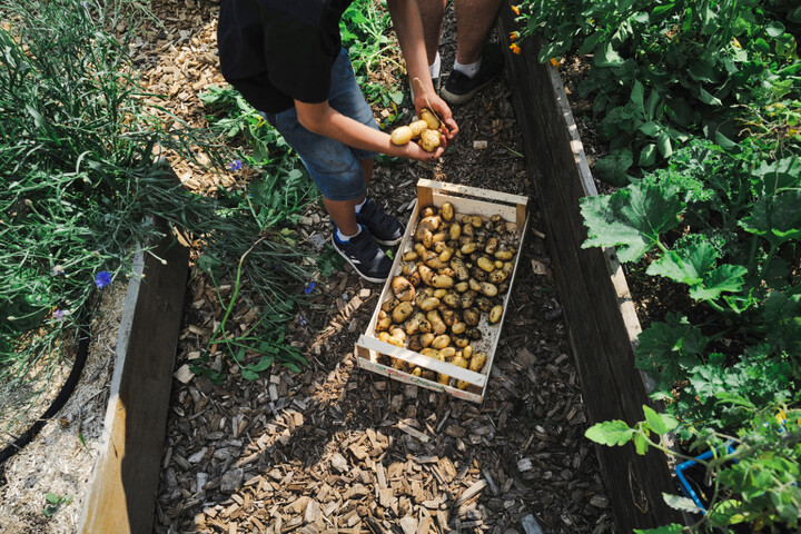 Des jardins potagers contaminés par un pesticide jugé «<small class="fine d-inline"> </small>incontrôlable<small class="fine d-inline"> </small>»