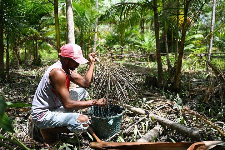 Açaï, stévia : au Brésil, les peuples indigènes luttent contre la spoliation de leurs plantes