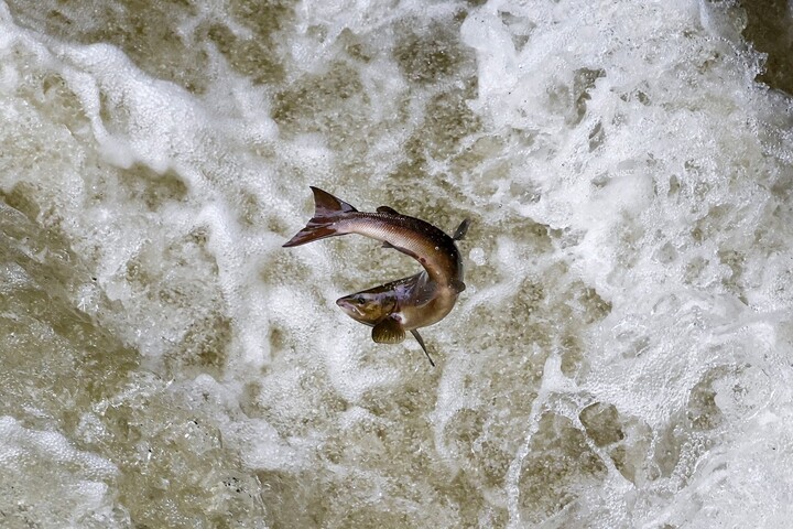La cocaïne pollue les rivières et rend les saumons speed