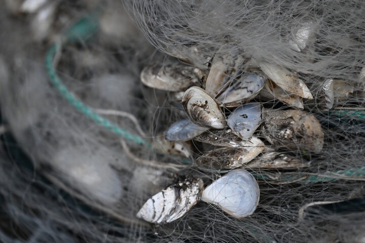 Une moule exotique colonise à toute vitesse les lacs alpins