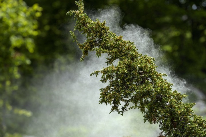 Allergies au pollen : les pays industrialisés sont davantage touchés