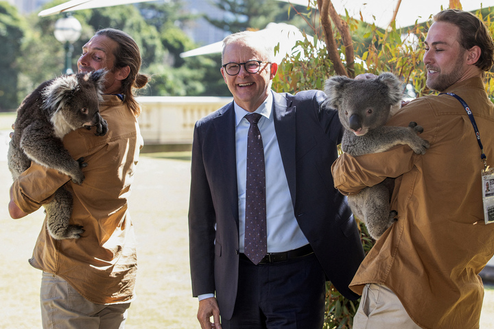 En Australie, les animaux disparaissent et les politiciens regardent ailleurs
