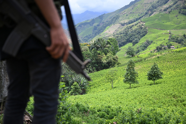En Amazonie, des paysans replantent les terres déforestées pour la cocaïne