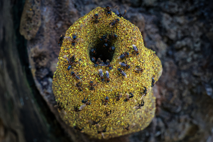 L'abeille sans dard, premier insecte à obtenir des droits juridiques
