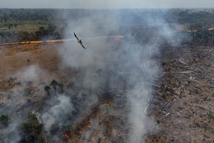 18 terrains de foot par minute : la disparition éclair des forêts tropicales primaires
