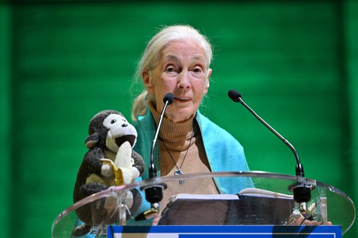 Jane Goodall s'est éteinte, son héritage scientifique et militant perdure