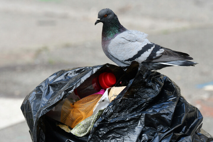 Stérilisation, gazage... Contre les pigeons, des villes prêtes à tout