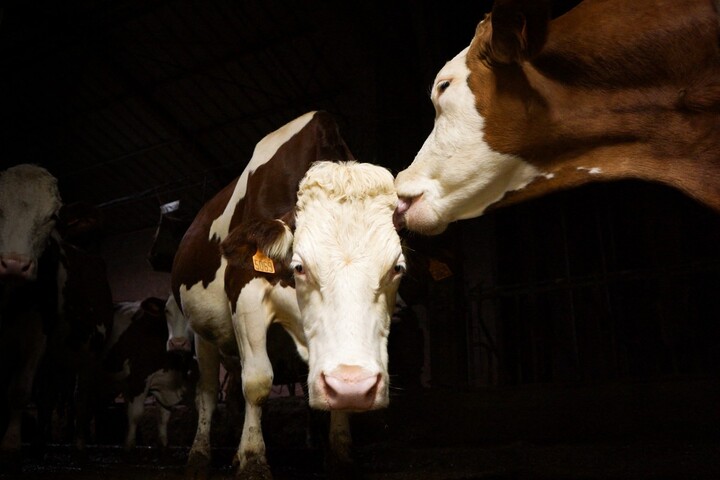 Face à l'épidémie de dermatose bovine, l'abattage systématique déchire le monde paysan