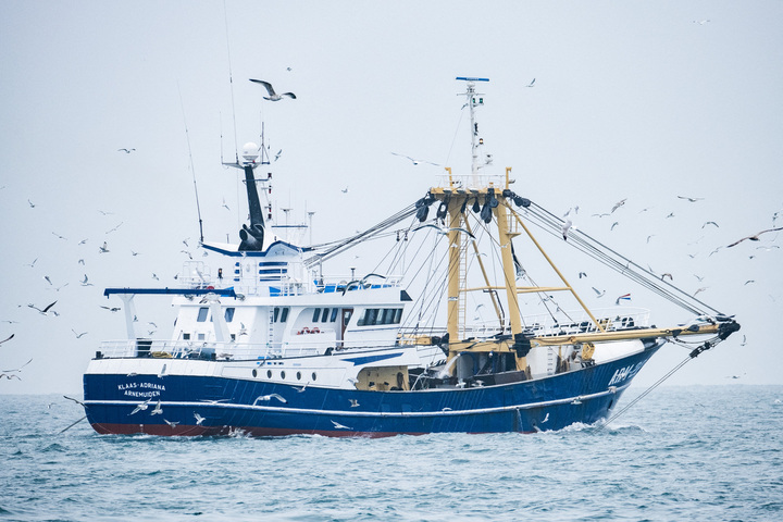 Pour protéger les dauphins, les gros navires de pêche interdits dans le golfe de Gascogne
