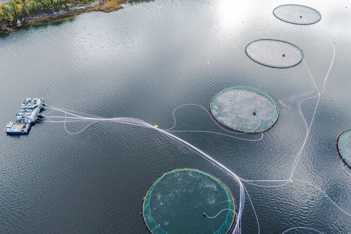 En Norvège, les fjords étouffent à cause des fermes à saumons