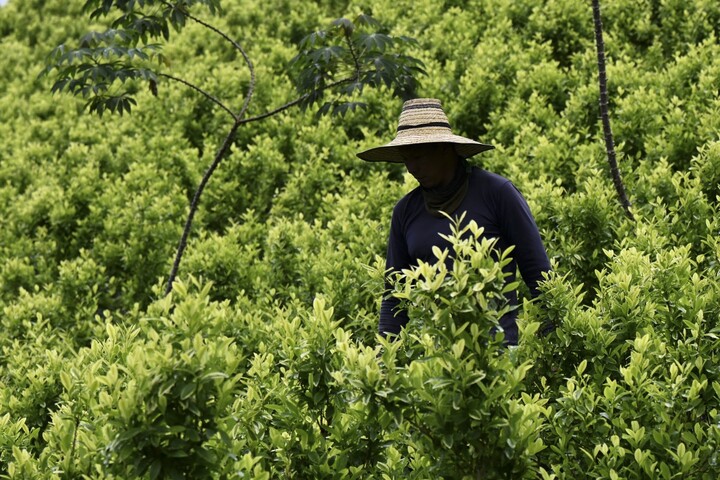 Du glyphosate épandu par drones sur les champs de coca en Colombie