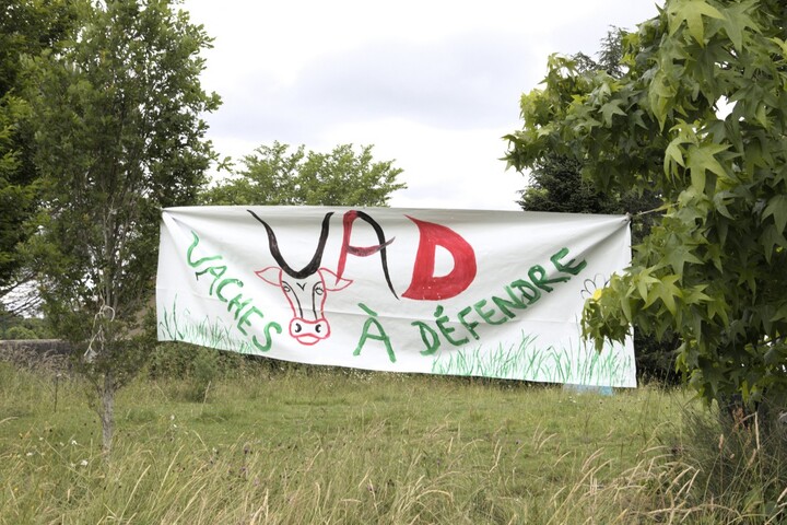Face à la tuberculose, ils créent une <span class="caps">VAD</span>, pour «<small class="fine d-inline"> </small>vaches à défendre<small class="fine d-inline"> </small>»