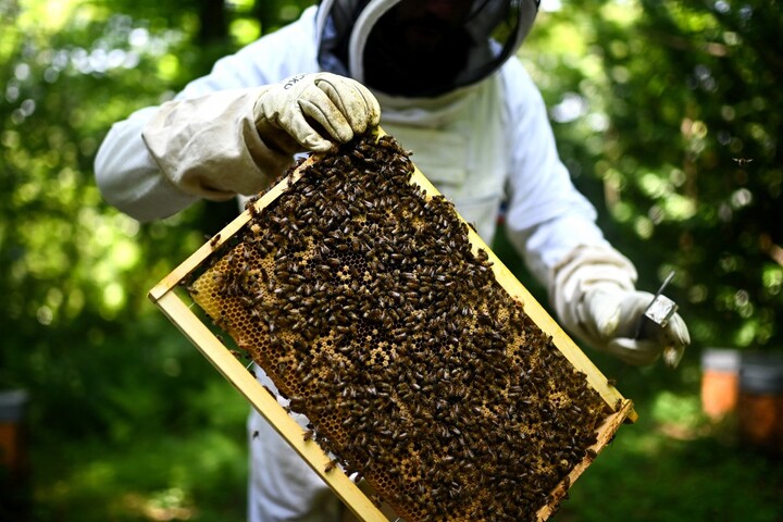 Derrière les profits de l'agro-industrie, la «<small class="fine d-inline"> </small>mise au travail<small class="fine d-inline"> </small>» des abeilles