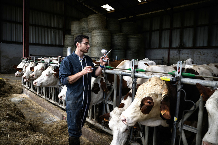 L'épidémie de dermatose bovine s'étend malgré les premières mesures 