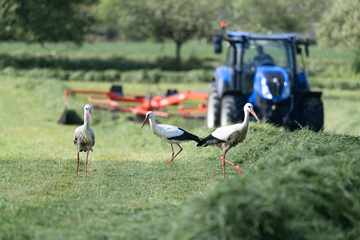 Protection de la nature : la loi fondatrice a 50 ans, mais «<small class="fine d-inline"> </small>elle n'a pas suffi<small class="fine d-inline"> </small>»