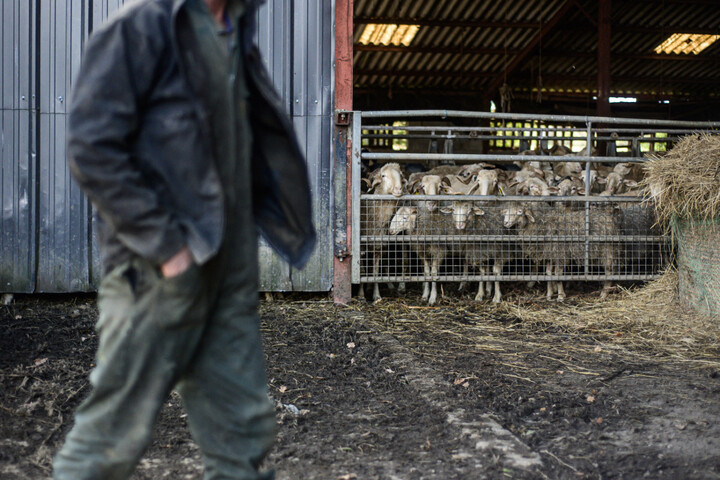 Suicide des agriculteurs : une loi examinée à l'heure où le mal-être augmente