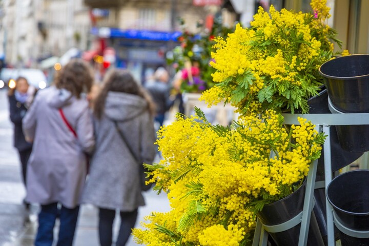 Le mimosa, cette star des jardins qui cause des ravages